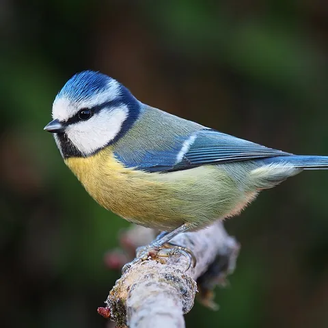 Blaumeise