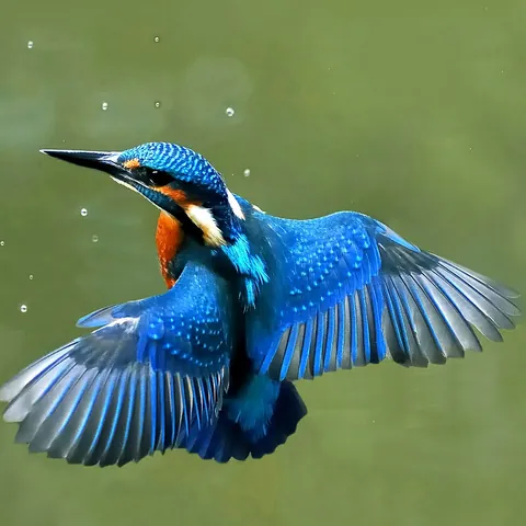 Eisvogel