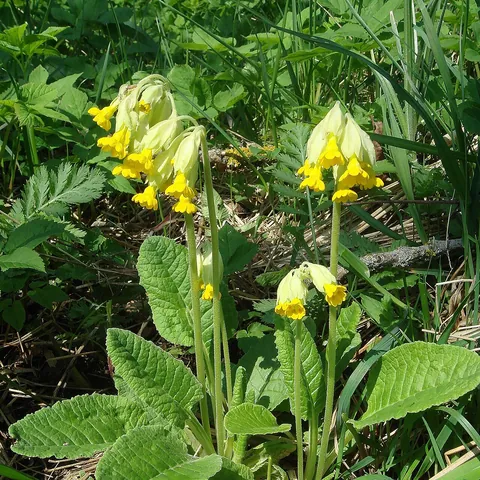 Wiesen-Schlüsselblume